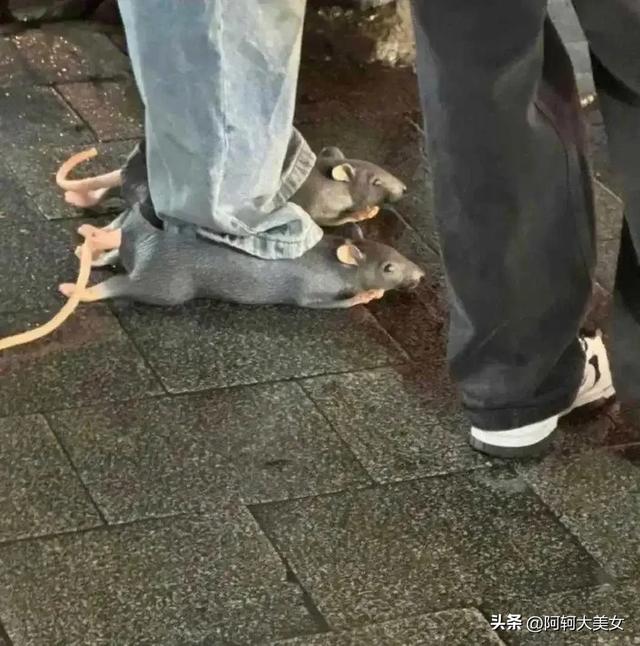 “50张”搞笑图片，专治不开心，你能坚持到第几图不笑?-7.jpg