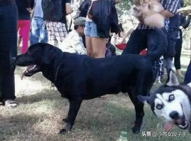 笑到肚子疼，37张搞笑动图，哥们裤子不合身就别穿出来了！挺尴尬-19.jpg