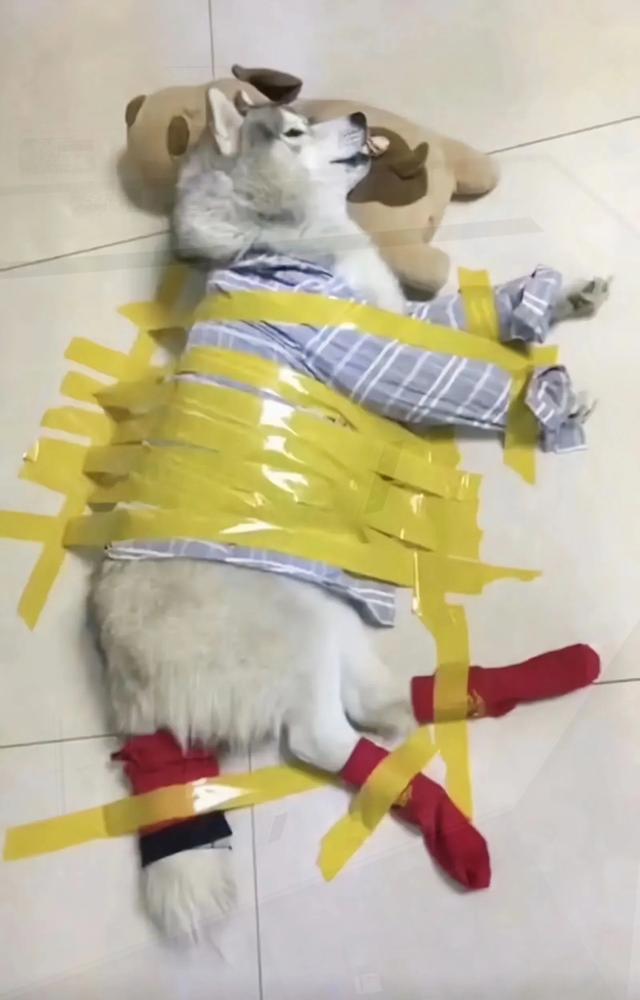 30 张让人越看越觉得搞笑的图片，简直要把人笑“死”了。最后一张-23.jpg