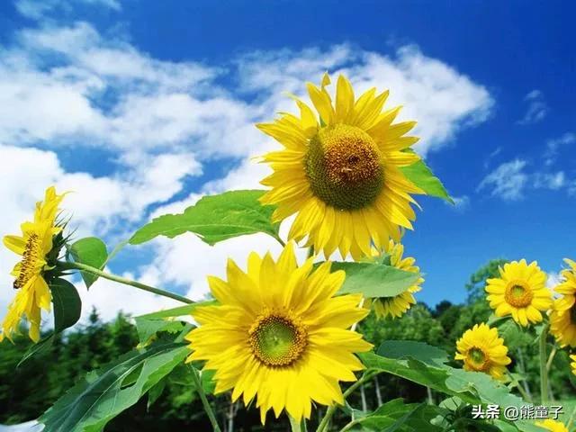 头条是初恋-5.jpg