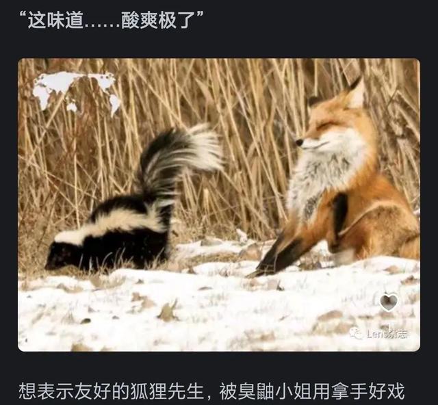哪些让人笑到肚子疼的搞笑图片？网友太搞笑了-11.jpg