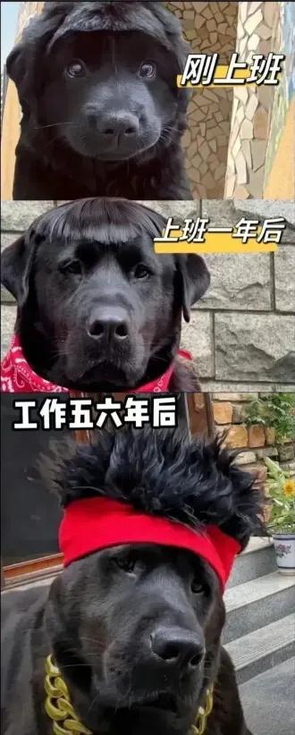 10张让人笑得腰都直不起来的搞笑图片-4.jpg