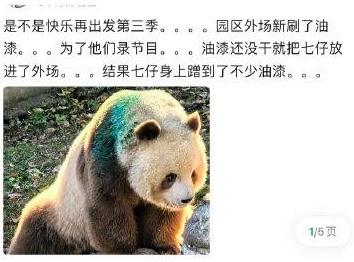 配合综艺拍摄给大熊猫“七仔”场地现刷油漆且让游客让道？陕西秦岭四宝科学公园回应传闻丨封面头条-5.jpg
