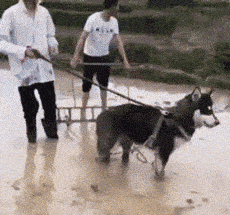 看一遍笑一遍，23张搞笑动图：第一次害人没经验-11.jpg