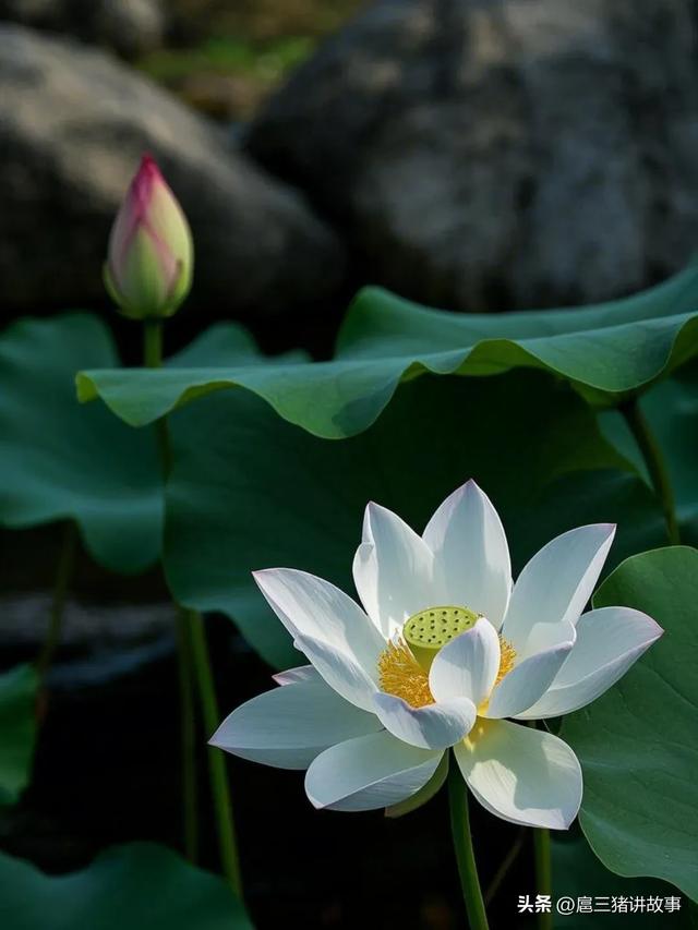头条诗画分享：悟心-7.jpg