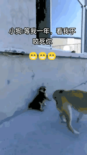 每天一笑，50张搞笑动图：三个感叹号，是他最后的警告！-2.jpg