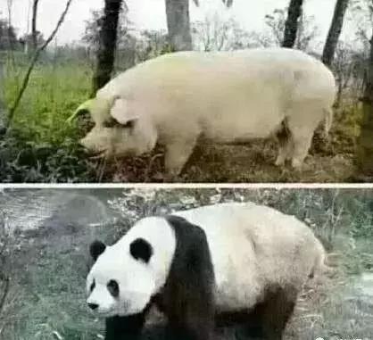 送你九个笑话，太好笑了，哈哈哈-1.jpg