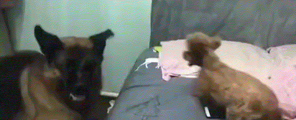 哈哈大笑，搞笑动图，不小心手滑，纸巾越滚越远-37.jpg