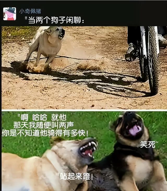 20张极为搞笑的图片，着实令人笑得腹部剧痛！-5.jpg