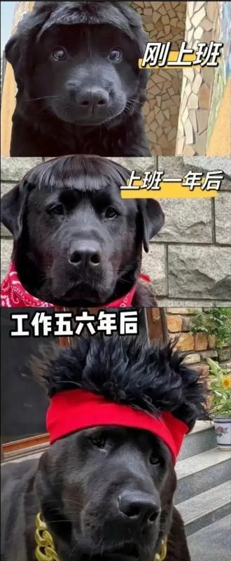 20张极为搞笑的图片，着实令人笑得腹部剧痛！-10.jpg