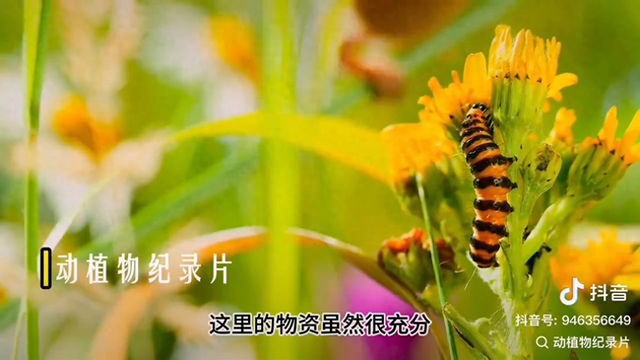 动物世界#巢鼠-1.jpg