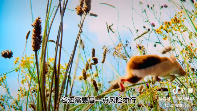 动物世界#巢鼠-2.jpg