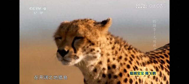 动物世界-1.jpg