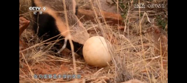动物世界-7.jpg