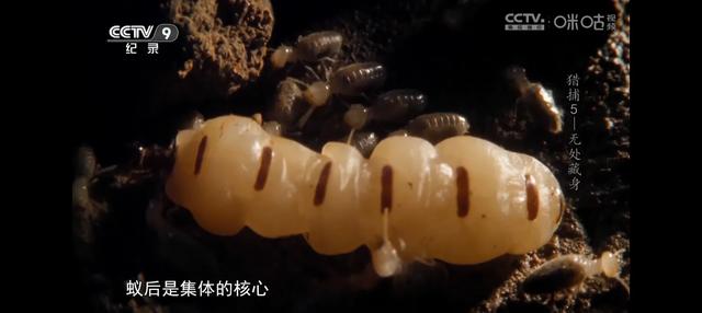 动物世界-9.jpg