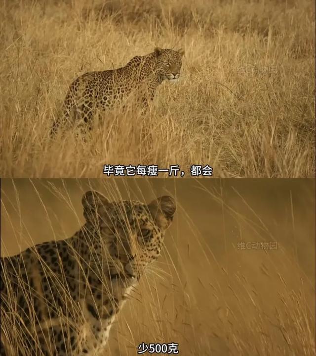 “00后”接管《动物世界》？网友：又怪又爱看-4.jpg