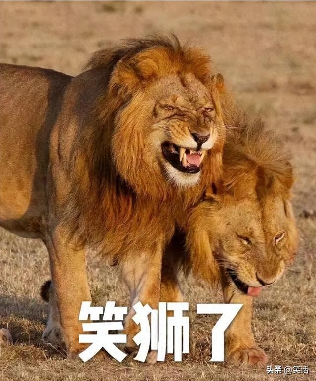 13个最新笑话，让你笑翻整个春节！-1.jpg