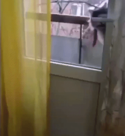 笑一笑，50张搞笑动图：发工资了，来只鸭子补补，就是有点小！-30.jpg