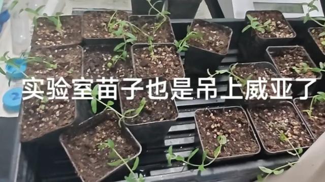 又皮又欠揍的搞笑段子，专治不开心-7.jpg