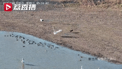 二级保护动物打一级保护动物啦！獐子突然袭击丹顶鹤 画面太搞笑-1.jpg