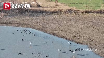 二级保护动物打一级保护动物啦！獐子突然袭击丹顶鹤 画面太搞笑-2.jpg