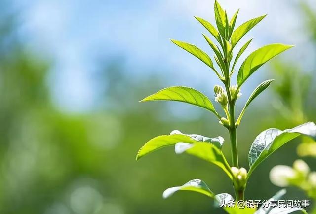 今日头条爆款文章:领悟人生中生命的真谛-4.jpg