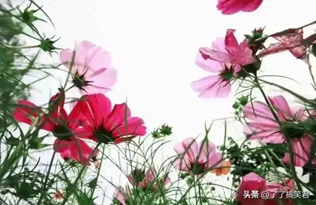 今日头条爆款热门文章:真实生活中的情感故事-1.jpg